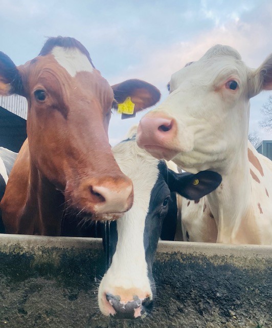 National Milk Records (NMR) tweet media