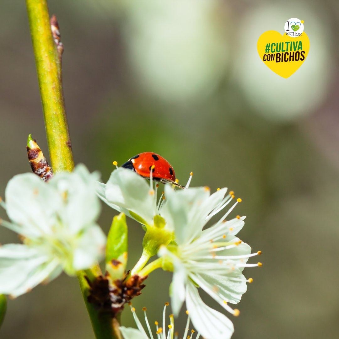 I LOVE BICHOS tweet media