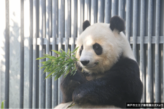 パンダライター 二木繁美｜『水曜日のお嬢様』発売中 tweet media