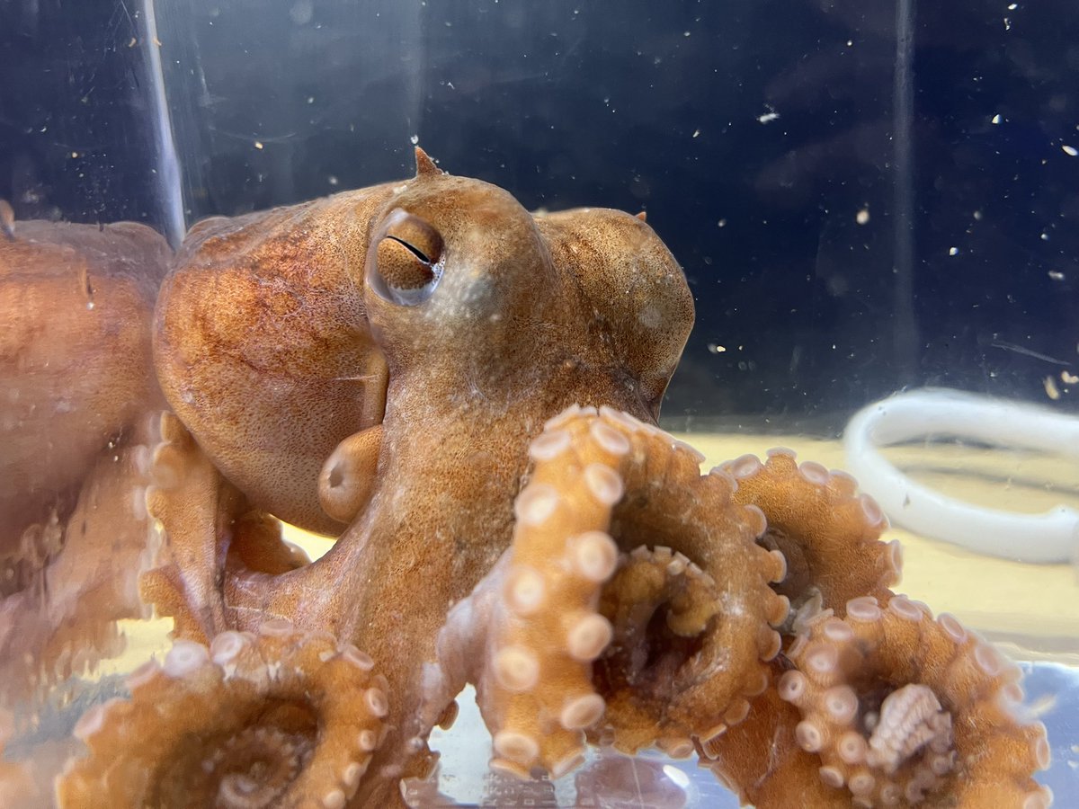 【仙台うみの杜水族館】

緊急展示しておりました、メンダコですが、生物の状況を鑑み、本日で展示を終了いたしました。

引き続き同水槽では、目の上に「ツノ」があるのが特徴な深海生物「ツノモチダコ」を展示いたします。

#s_uminomori