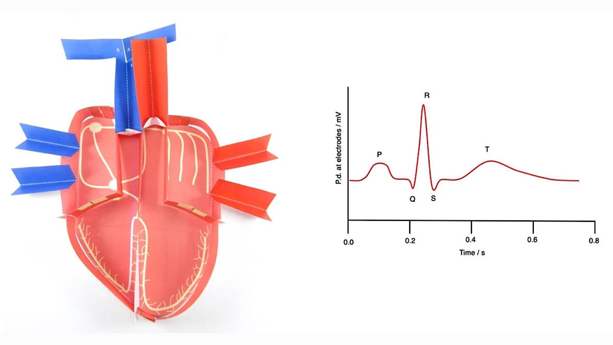 Origami Organelles tweet media