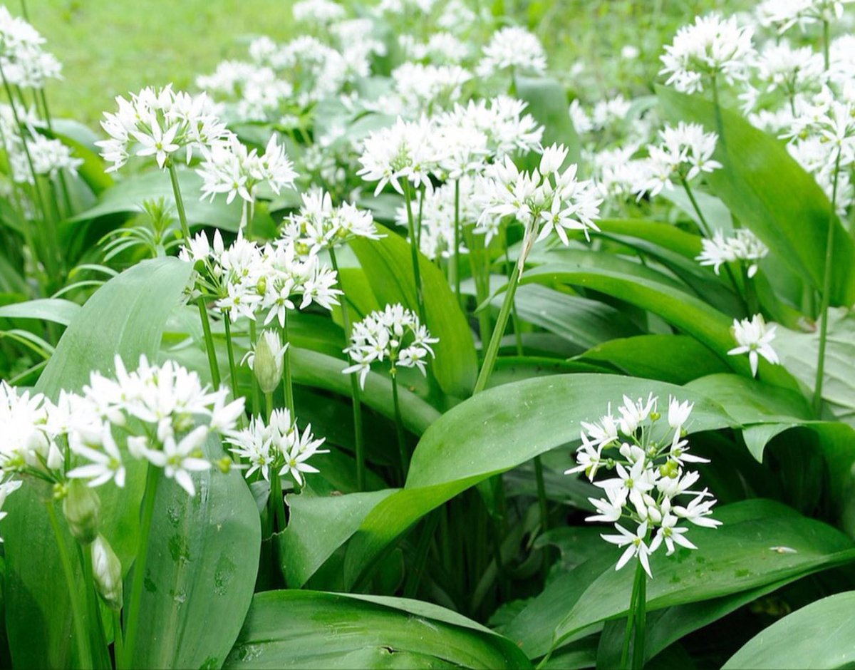 SimonJWoodUK's tweet image. Wild Garlic is here! 🍀💚🧄

Now on my private event menus.

Get in touch here simon@swcooks.com

#simonwood #masterchef #foodforfree #wildgarlic