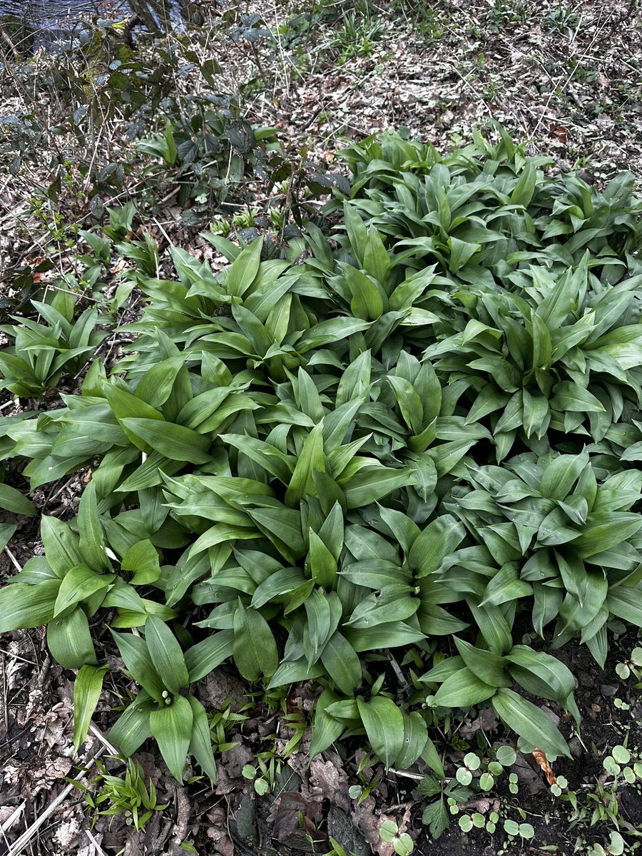 SimonJWoodUK's tweet image. Wild Garlic is here! 🍀💚🧄

Now on my private event menus.

Get in touch here simon@swcooks.com

#simonwood #masterchef #foodforfree #wildgarlic