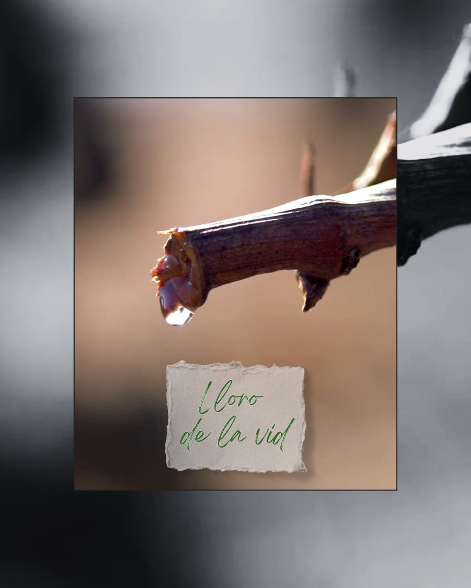 BodegasBriego tweet media