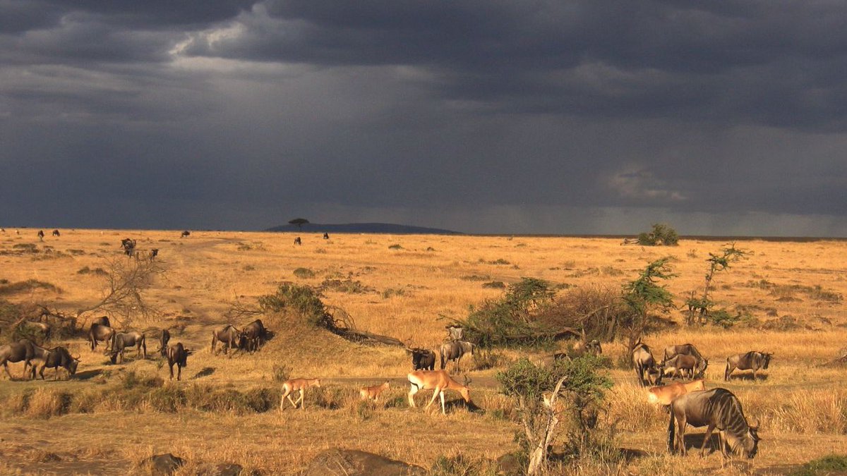 MachuraJerzy's tweet image. #WorldWildlifeDay
Dziś Światowy Dzień Dzikiej Przyrody, ustanowiony przez ONZ w 2013 r., by celebrować bogactwo fauny i flory oraz szerzyć ochronę zagrożonych gatunków.

🦅 🦁🦓 🐺 🦌  🦢 🐘 🌲 🌳  🌴 🐢🦒🐳🐫🦏

#MasaiMara #Kenya #Africa #sawanna #animals #world #panorama
📷/my/