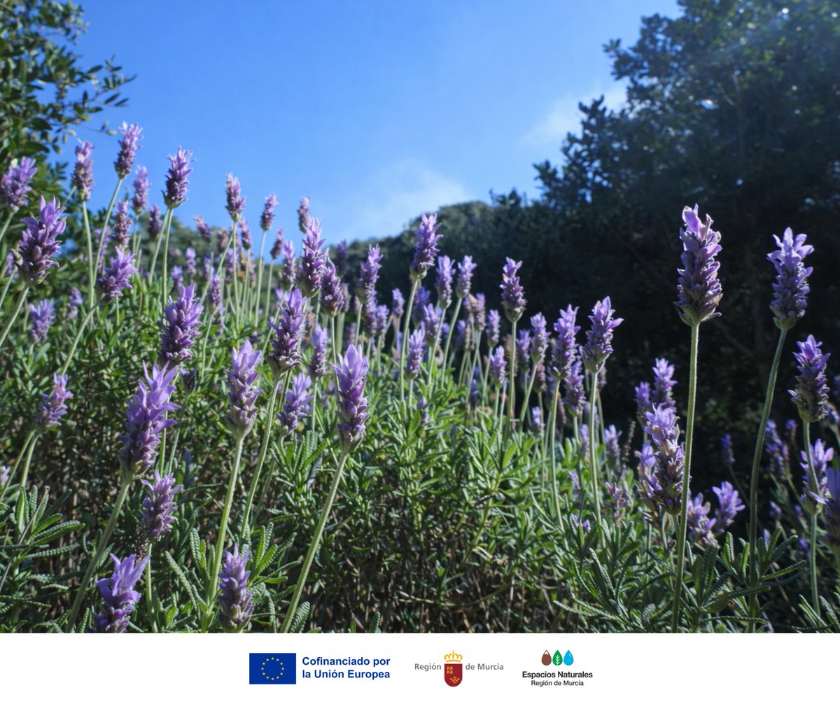 Parque Regional de Calblanque tweet media