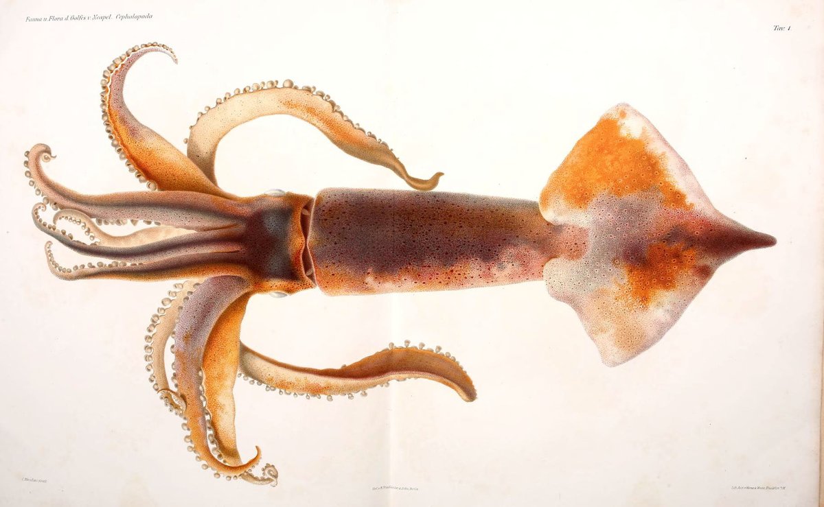 LRonLacy's tweet photo. 3 #March #WorldWildlifeDay
Giuseppe Jatta, *I Cefalopodi viventi nel Golfo di Napoli* (Berlin, R. Friedländer &amp; Sohn 1896)
Pl. 1. [European flying squid] ‘Todarodes sagittatus’
#wildlife #molluscs #cephalopods #squid #BayOfNaples #biodiversity #ScientificIllustration https://t.co/r0zD39nHkN