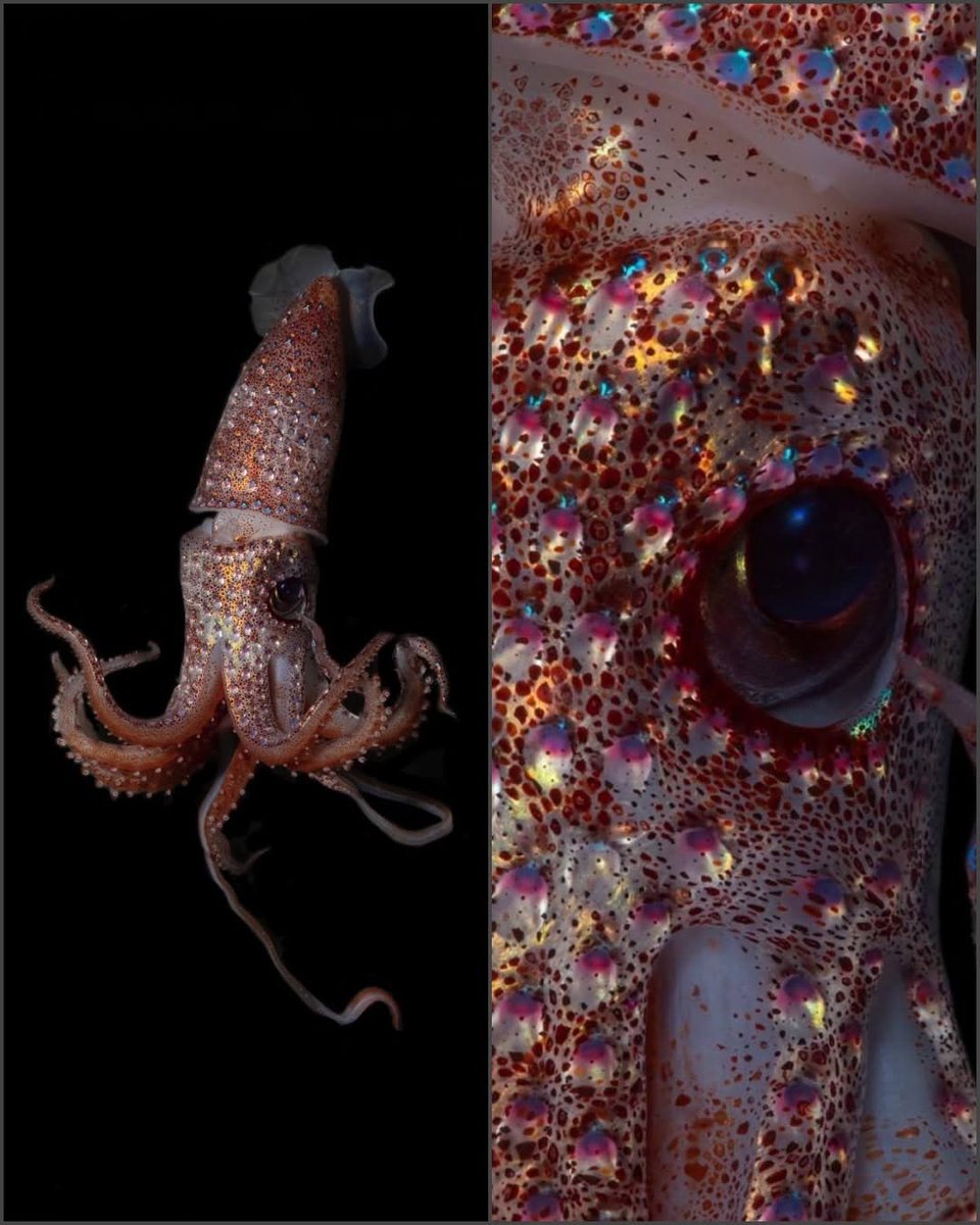 FabulousWeird's tweet photo. The Strawberry Squid (Histioteuthis heteropsis) 

Found in the twilight zone, this deep-sea jewel glows with luminescent photophores The WHOI Deep-See cruise caught 3 massive specimens—the largest reaching a total length of 1 meter (~3.3 ft), a record for the species 
Paul Caiger https://t.co/sEHJftk7qu