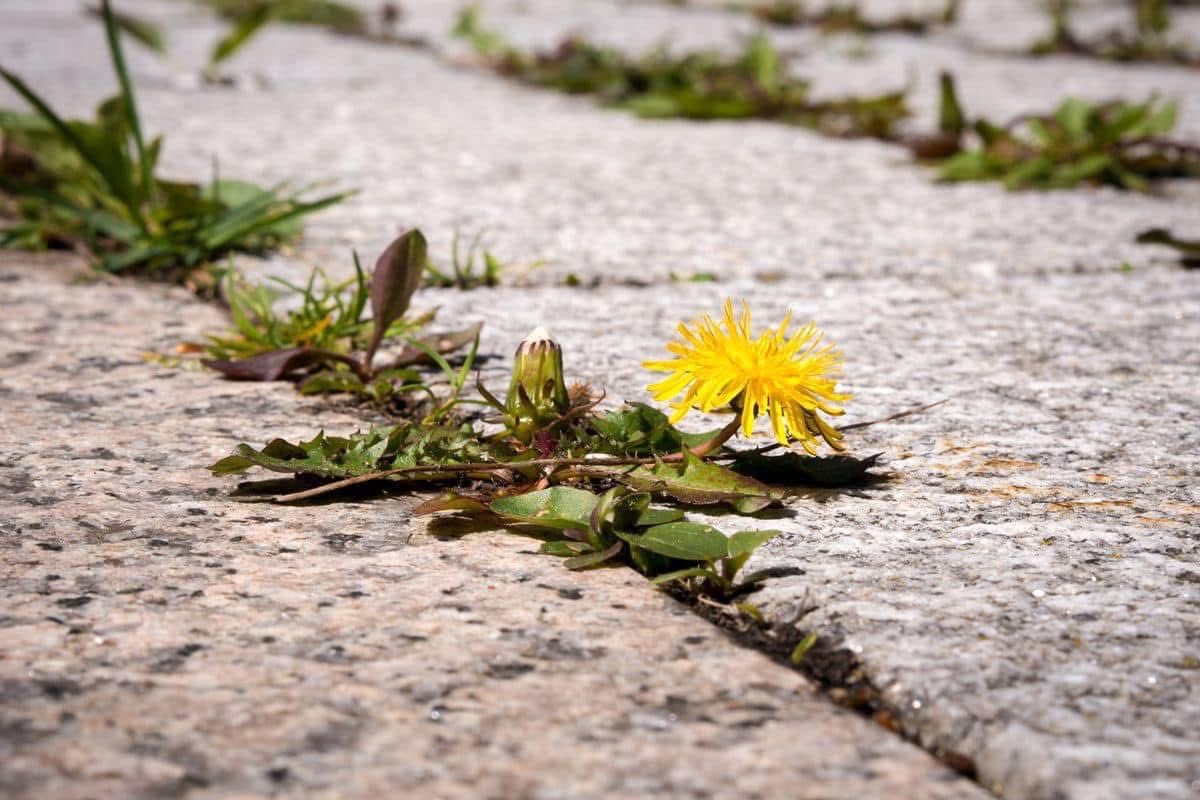 “A negative thought is like a weed in your mind; if you don't pluck it out, it will take root and grow.”
-Daniel Amen