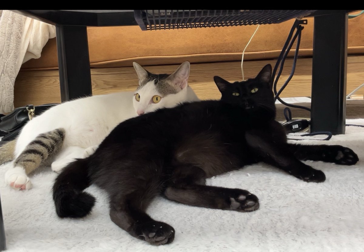 キジネコ様 (@Motidukineko) / Posts / X