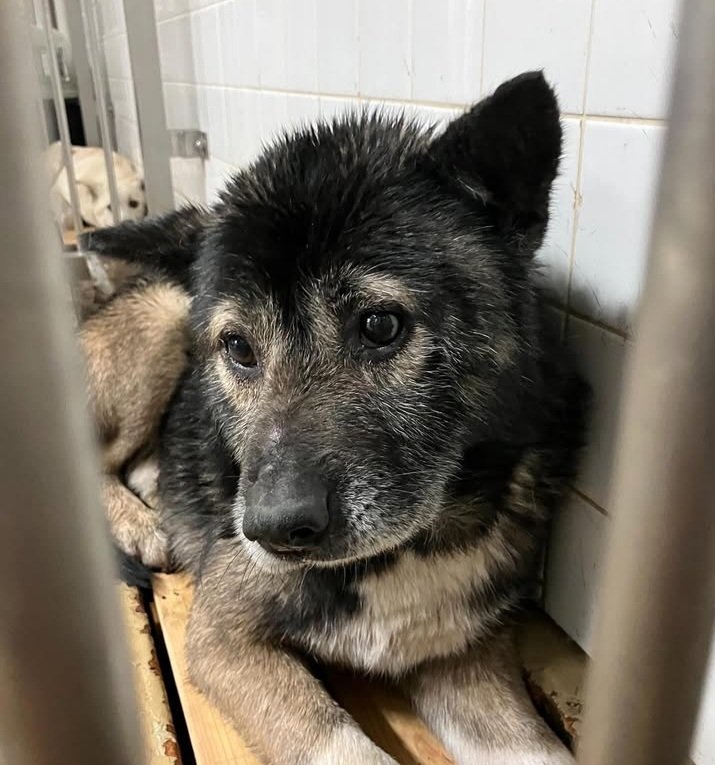 🆘️最後のお願いになります。

周南市健康福祉センターに収容されているオスの雑種犬になります。明日までの収容期限です。最後に皆さまのご協力宜しくお願い致します。