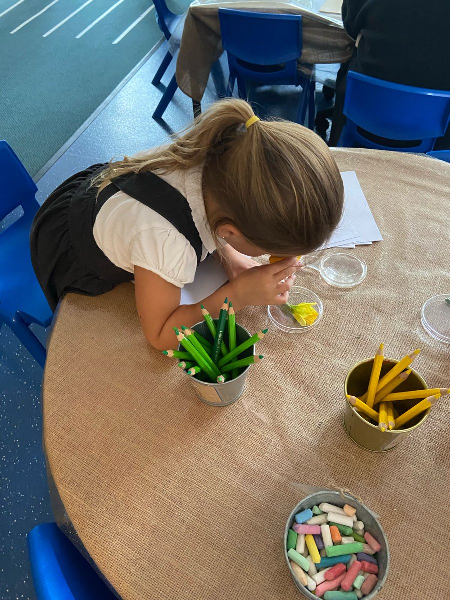 stjosephskly's tweet photo. Daffodil exploring in Hazel Class yesterday! Beautiful drawings. Hopefully more to be done. #SJKEYFS #SJKHazelClass https://t.co/fQL9gckTJ2