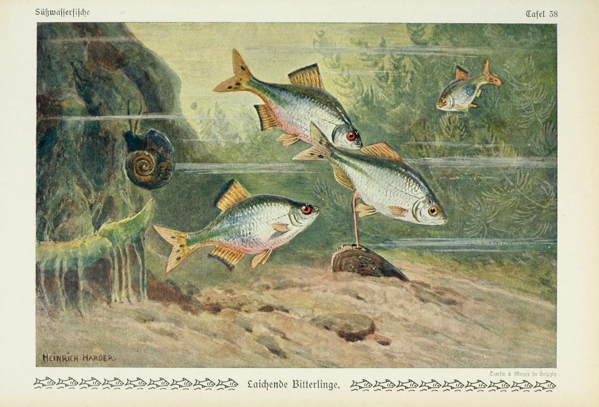 LRonLacy's tweet photo. 3 #March #WorldWildlifeDay
‘Laichende Bitterlinge.’
Illustration by #HeinrichHarder (1858-1935)
👉ALT
*Unsere Süßwasserfische* (Leipzig, Quelle &amp; Meyer 1913) Pl. 38
#wildlife #fish #freshwaterfish #spawning #bitterlings #biodiversity #ScientificIllustration #IllustrationArtists https://t.co/Lf2vUlr3sl