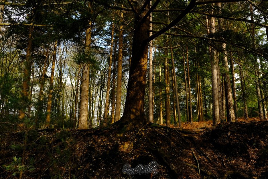 SamWlandscapes's tweet image. Last weeks forest walk #NewForest #treelove #NatureBeauty