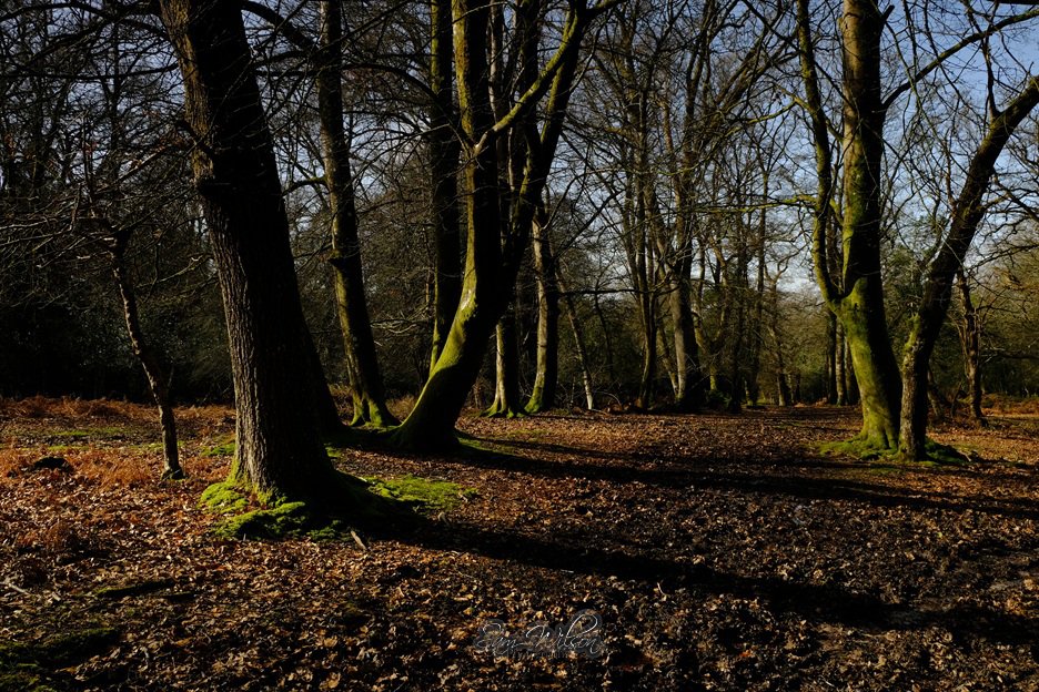 SamWlandscapes's tweet image. Last weeks forest walk #NewForest #treelove #NatureBeauty