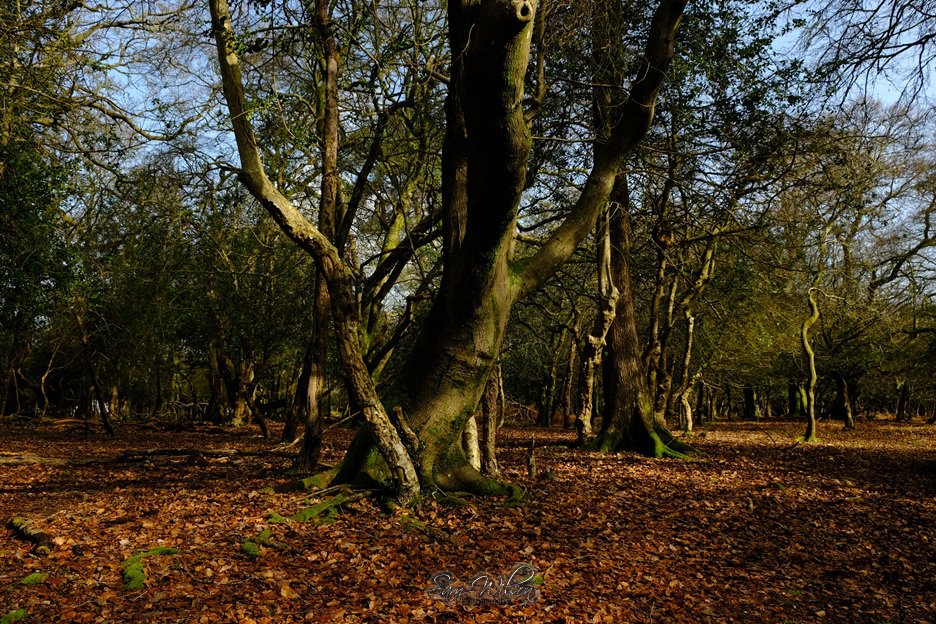 SamWlandscapes's tweet image. Last weeks forest walk #NewForest #treelove #NatureBeauty