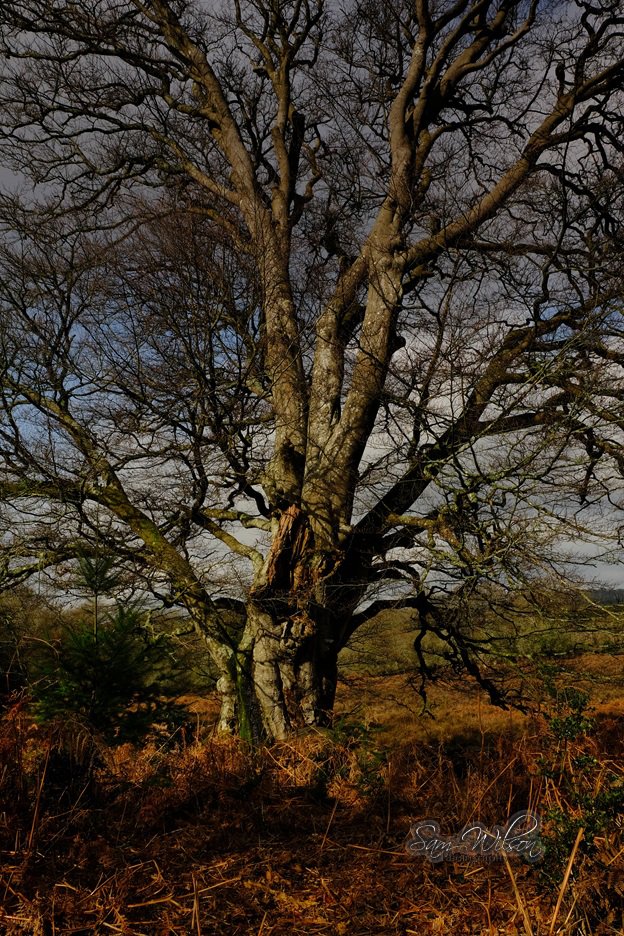 SamWlandscapes's tweet image. Beautiful beech in the forest #thicktrunktuesday #treelove #NewForest