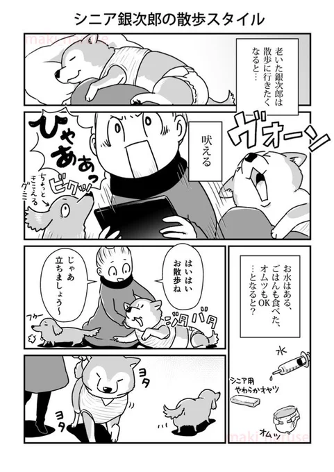 【再掲】「シニア銀次郎の散歩スタイル」(1/2)

できていたことがどんどんとできなくなっていく様を見ているのは、なんとも切ない日々でした。

公園の小川を飛んで渡るのは私と銀次郎のお約束で、野生的に飛ぶ姿がとてもカッコよく、いつも私は飛んで見せてとリクエストしていました。 