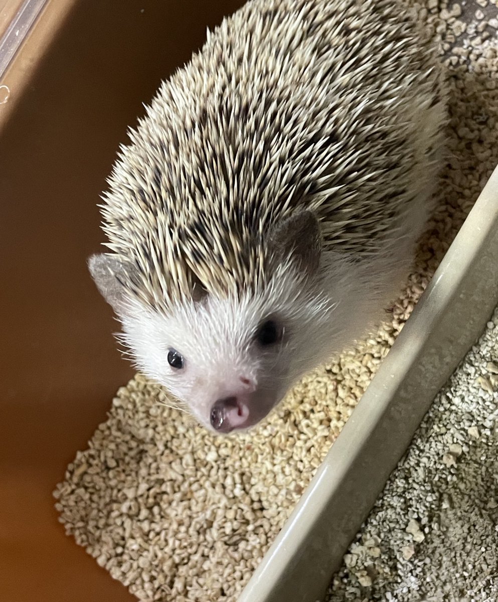 kameptchi's tweet photo. 先週左顔面腫れてて、お薬で腫れ引いてよかった！！
朝ハリのカサブタ取れてて、病院行く前に床材とトイレ砂とハリ用のゴミ箱ひっくり返してうんこの中探しまくったー！！🦔⋆͛見た目うんこと一緒すぎて血眼だったよー💩
ウンコソムリエしまくった俺を褒めて欲しい😎 https://t.co/CNVAknxBIa