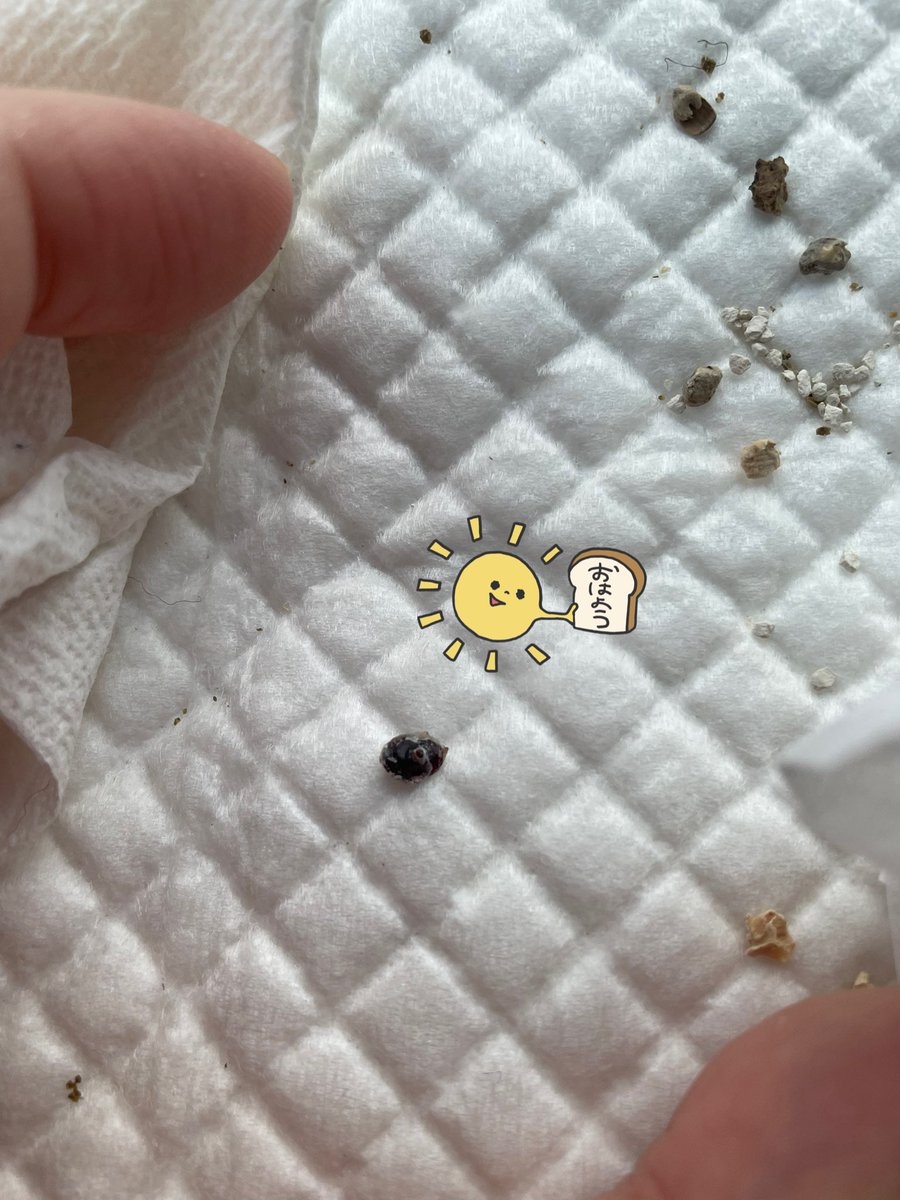kameptchi's tweet photo. 先週左顔面腫れてて、お薬で腫れ引いてよかった！！
朝ハリのカサブタ取れてて、病院行く前に床材とトイレ砂とハリ用のゴミ箱ひっくり返してうんこの中探しまくったー！！🦔⋆͛見た目うんこと一緒すぎて血眼だったよー💩
ウンコソムリエしまくった俺を褒めて欲しい😎 https://t.co/CNVAknxBIa