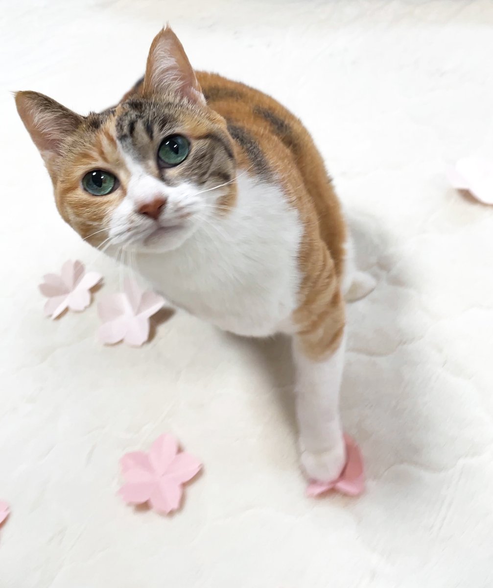 湊文『猫の菊ちゃん』 tweet media