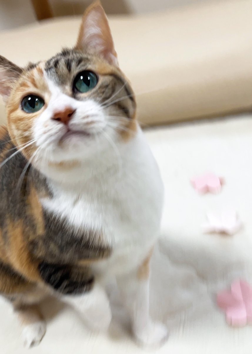 湊文『猫の菊ちゃん』 tweet media