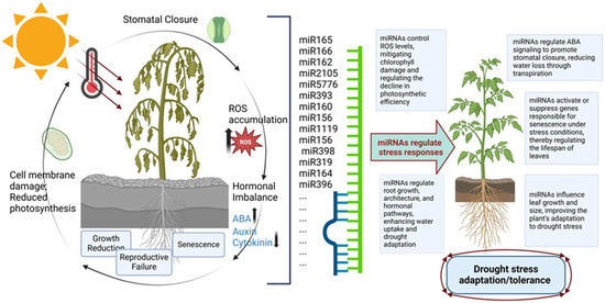This review explores how microRNAs (miRNAs) regulate plant drought responses, including ABA signaling, ROS detoxification, and root development, and highlights bioinformatics and experimental tools for miRNA target validation.
🔗 doi.org/10.3390/plants…