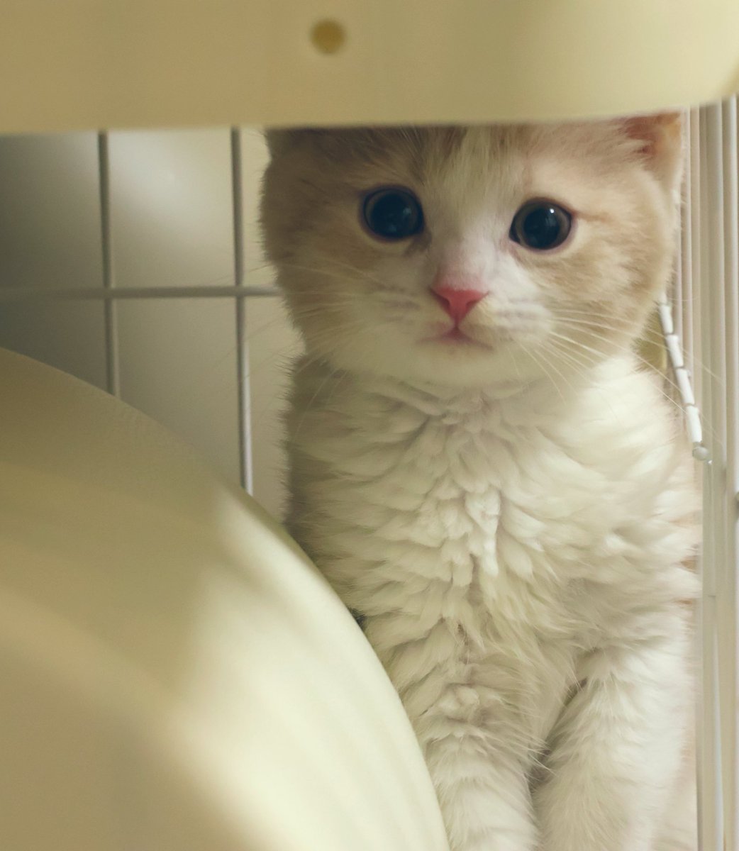 マンチカンのゆーが🐈‍⬛おる🐈 tweet media