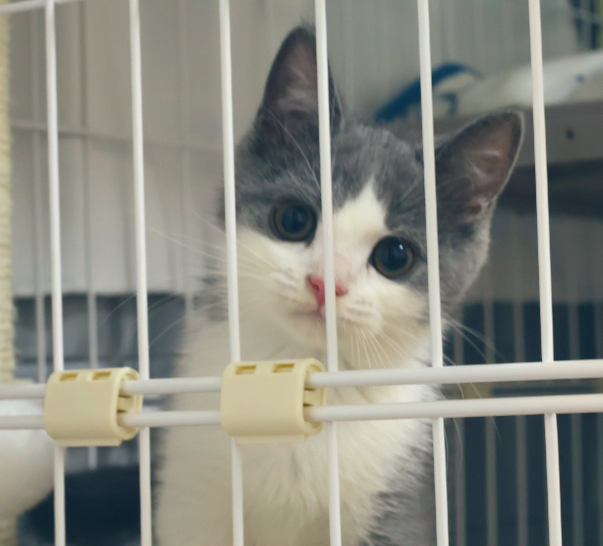 マンチカンのゆーが🐈‍⬛おる🐈 tweet media