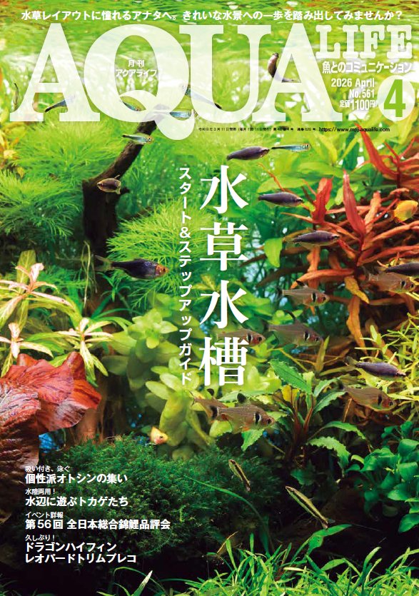 AQUALIFE_MPJ's tweet photo. 【もうすぐ発売！】
アクアライフ4月号が近日発売予定です。特集は「水草水槽　スタート＆ステップアップガイド」！　構図の組み方からつまずきポイントまで、水草レイアウトを始めたい方や上手になりたい方に必見の情報をお届けします。3月11日発売予定(首都圏基準) #アクアライフ https://t.co/5V0L4opv4I