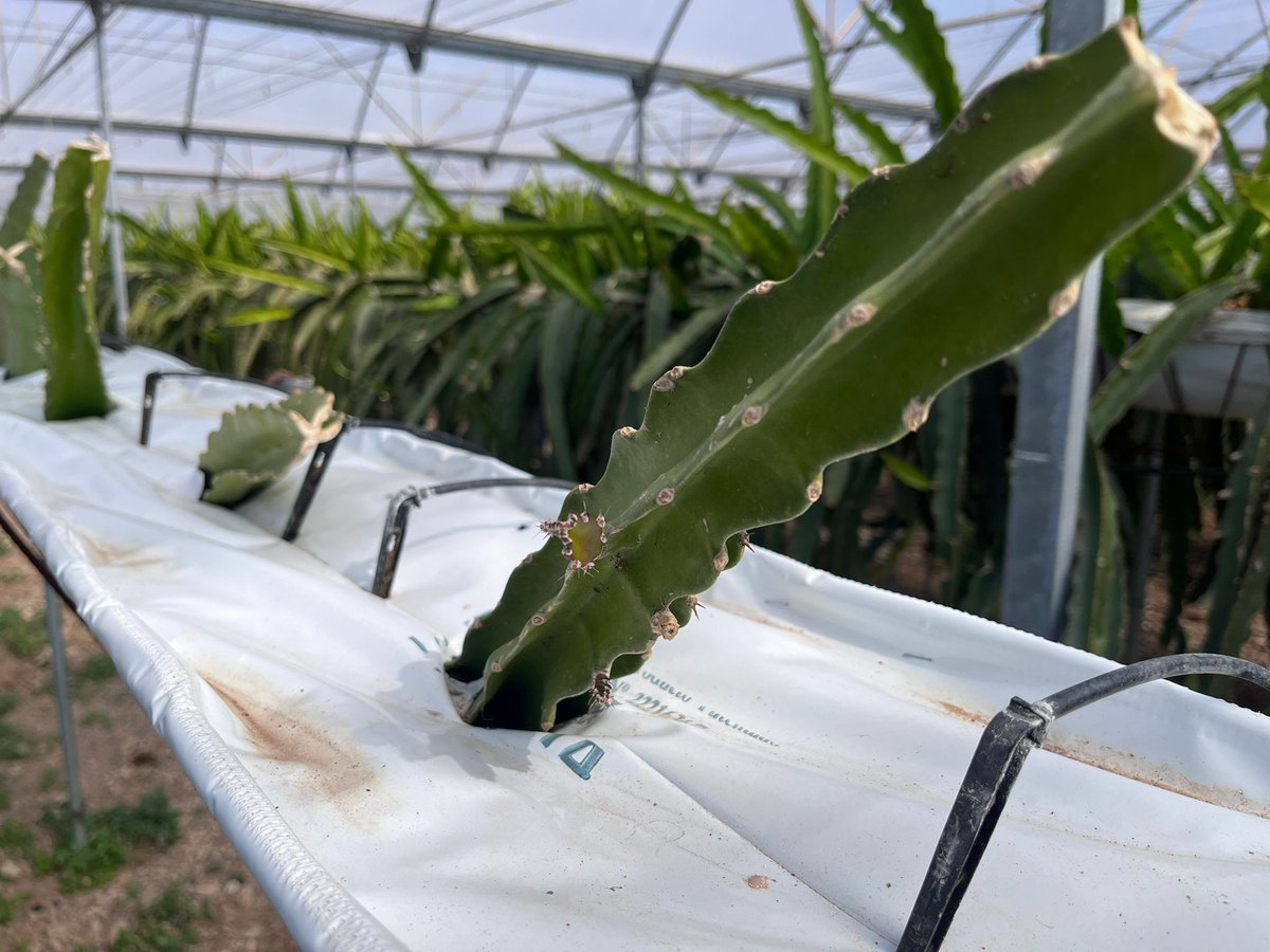 Gopitamed's tweet photo. 🌱Avances en la Estación Experimental Las Palmerillas: ya brotan los esquejes plantados. Tras los ensayos del Cabildo de Tenerife, ICIA y Anecoop, se evaluará Korean White, Royal Red, Caribbean Pink, Purple Haze y Golden Yellow por su producción, calidad y autocompatibilidad. https://t.co/H9EhLAhcc6