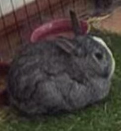 The rotund gets rotunder