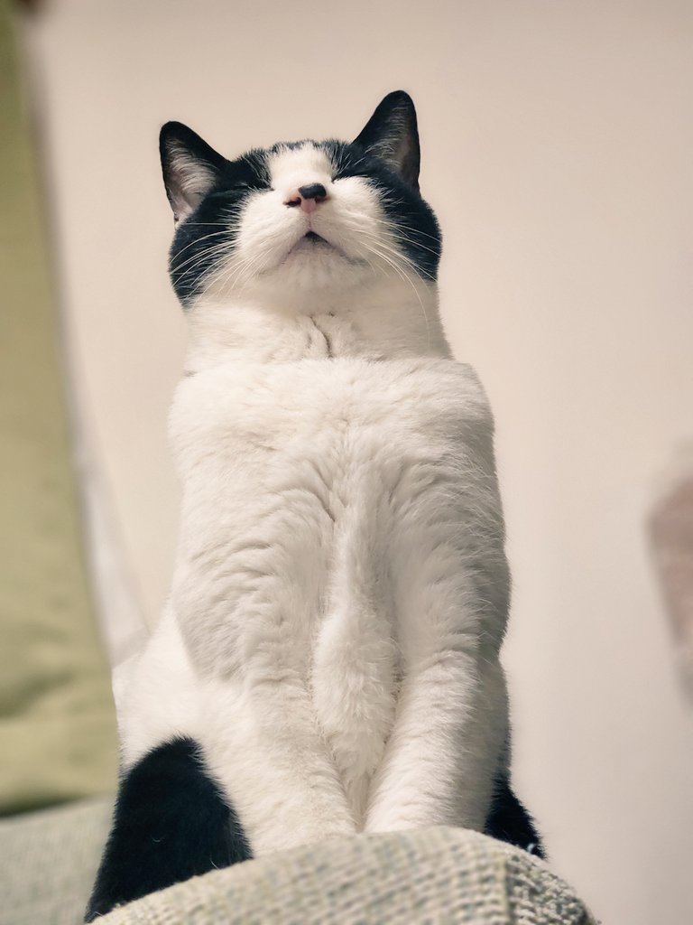 _naaa07's tweet photo. ソファーの縁に我が家の猫神現る https://t.co/1OdUV9qmgc