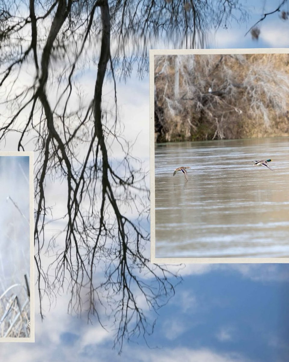 reservanatsebes's tweet photo. Avui us deixem amb aquest bonic recull d'imatges de paisatges i fauna de la Reserva Natural de Sebes 😍🍃

📸 Mateu Salvat Papió
#RiberadEbreTurisme #TerresdelEbre #CatalunyaExperience #Birdwatching #BirdPhotography https://t.co/nVYnpRpn6f