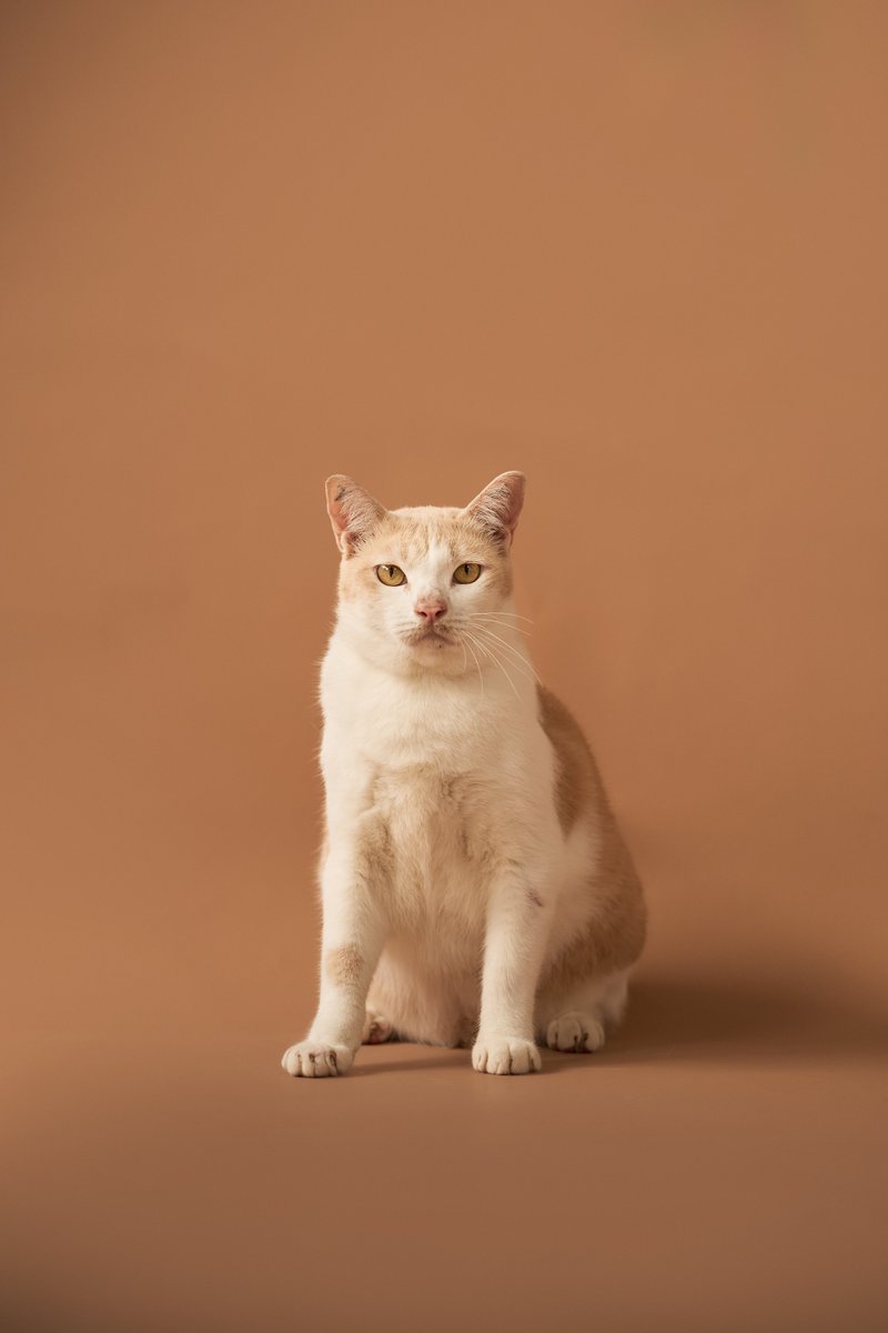 soidogadoptions's tweet photo. น้องแมวหาบ้านวันนี้🧡 

📷เวอซาเช่ เพศผู้ อายุ 2 ปี 2 เดือน

สนใจรับเลี้ยงแอดไลน์ @adoptionth 
หรือโทร 061-2642296

#availableforlocal #แมวหาบ้าน #หาบ้านให้แมว #แมวจรหาบ้าน #ลูกแมว https://t.co/wdin7vEHZA