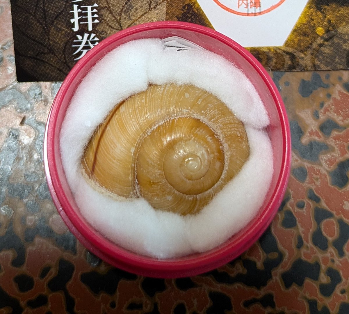 【再喝】1月に落とした黒の小物入れを探しています。中には赤いケースにカタツムリの殻が入っています。
拾った方、見かけた方がいらしたらご連絡ください。拡散のご協力もお願いします。大切な遺骨代わりだったのでどうしても諦めきれないです。

#落とし物  #遺失物   #探しています  #拡散希望