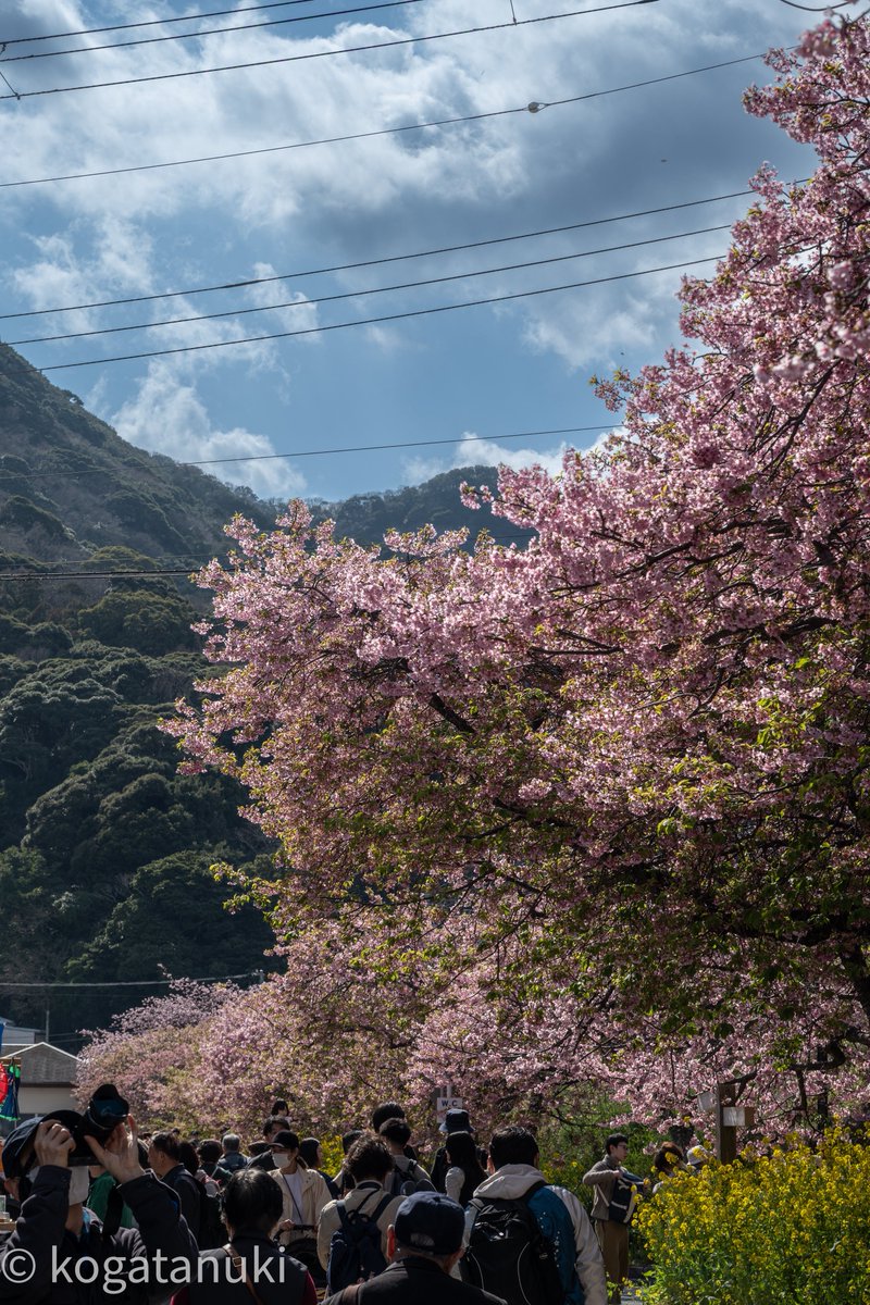 🌸河津町🚶‍♀️ (2月28日) (🛡️🦀🛡️🛡️) #Nikon Z5ii Z 24-120mm f4S