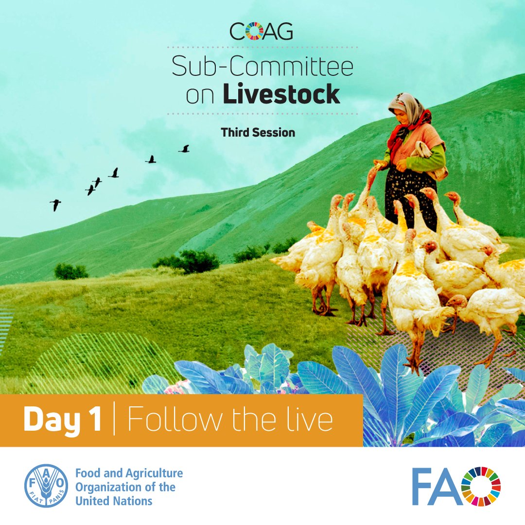 FAO Livestock tweet media