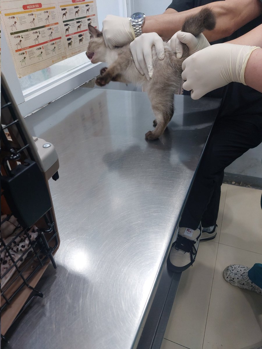 Vanniyei's tweet photo. Our baby Chopper is only 3 months old and already fighting health problems. 🐾
He previously had protozoa, and today, he vomited twice and had diarrhea. We rushed him to the vet for fecalysis (the result came back negative), https://t.co/vPwemLBONE