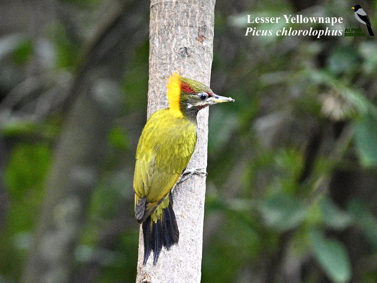 AlpinebirdingT's tweet photo. Some beautiful woodpeckers from our latest birding tour in Yunnan, China.

#birdwatcher
#birder
#birdphotography
#birding
#birdwatching
#eye_spy_birds
#birds
#kings_birds
#naturephotography
#your_bird_capture
#China
#Chinabirdingtour
#birds_of_china
#birding_in_china https://t.co/SrVW3o5VVQ