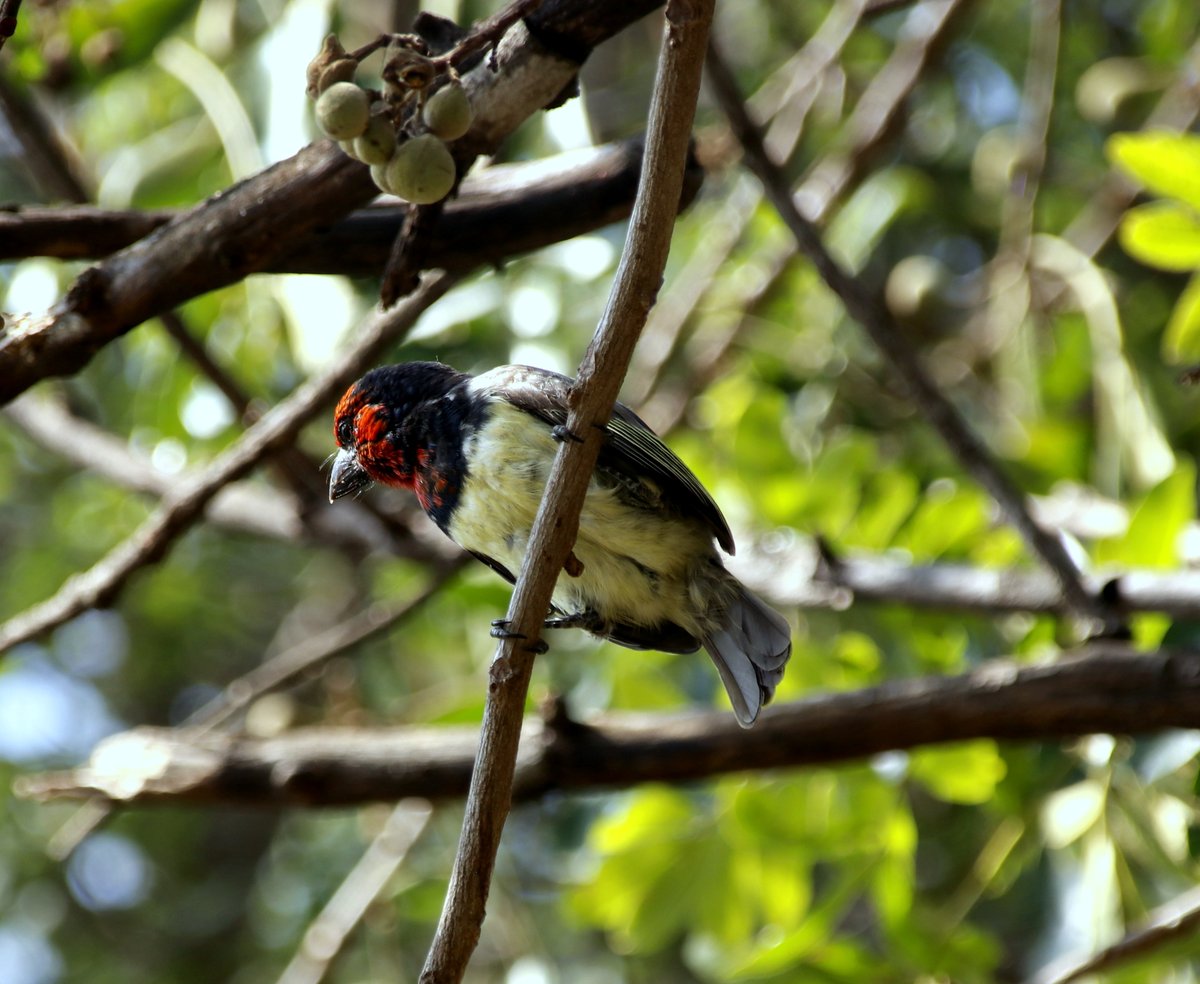 BirdmanKenyan's tweet photo. Black-collared Barbet, Kruger National Park, SA #BirdsSeenIn2026 #WorldWildlifeDay https://t.co/p9AyKF3Q1Z