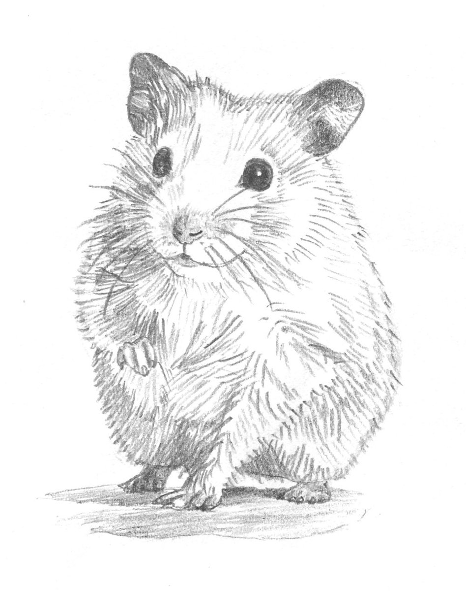 LABO_3880s's tweet photo. ハムちゃんスケッチ
動物の毛って難しい〜

#ハムスター #鉛筆画 #動物 https://t.co/Tq9iXarGak
