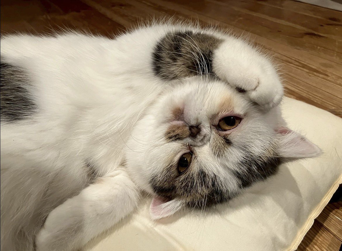 lp8835's tweet photo. 可愛すぎる😍
我が家の愛猫🐱びいどろ君

#エキゾチックショートヘア https://t.co/m0Q260vmHJ