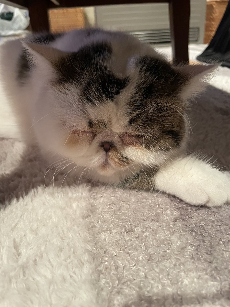 lp8835's tweet photo. 可愛すぎる😍
我が家の愛猫🐱びいどろ君

#エキゾチックショートヘア https://t.co/m0Q260vmHJ