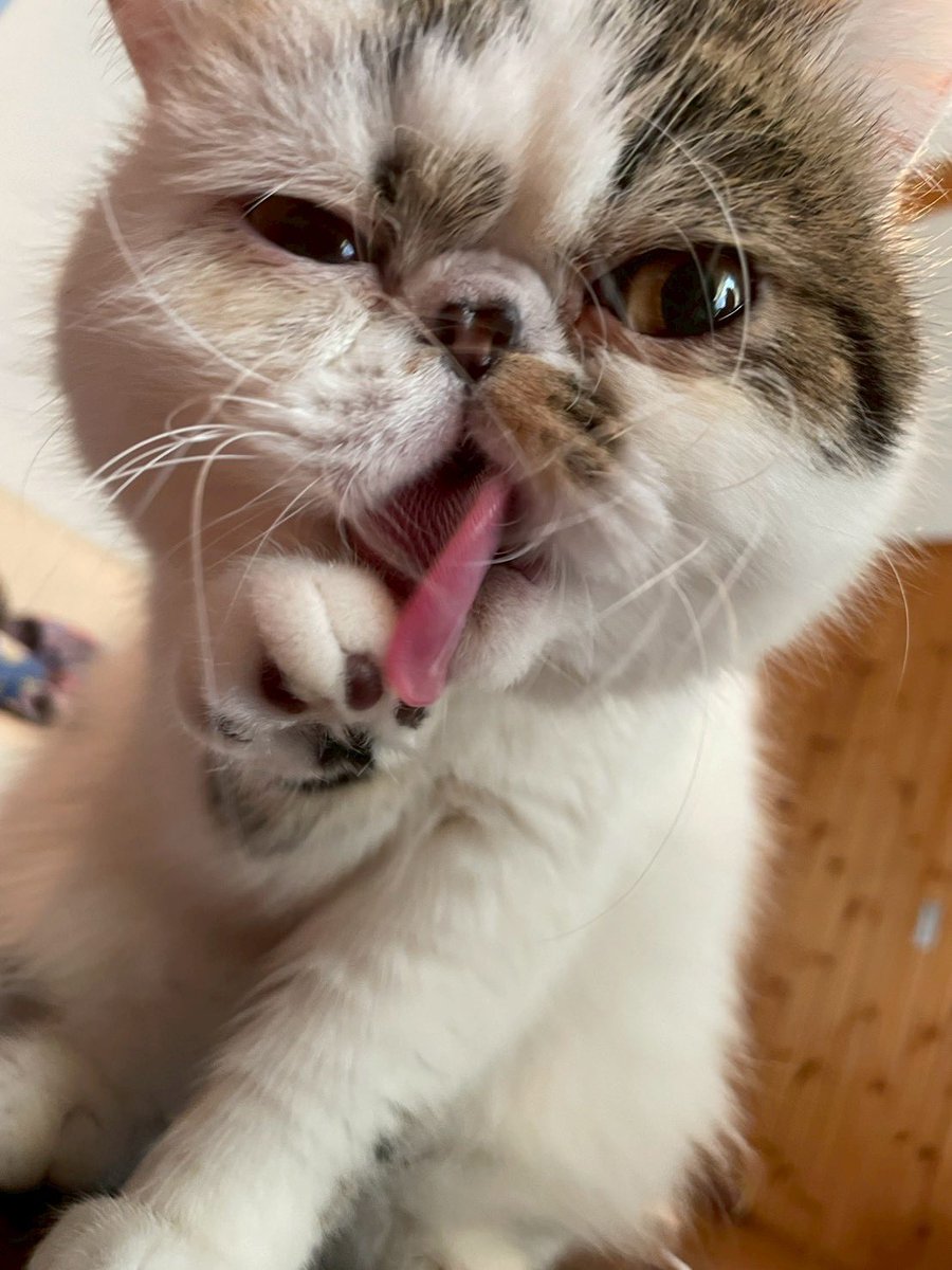 lp8835's tweet photo. 可愛すぎる😍
我が家の愛猫🐱びいどろ君

#エキゾチックショートヘア https://t.co/m0Q260vmHJ