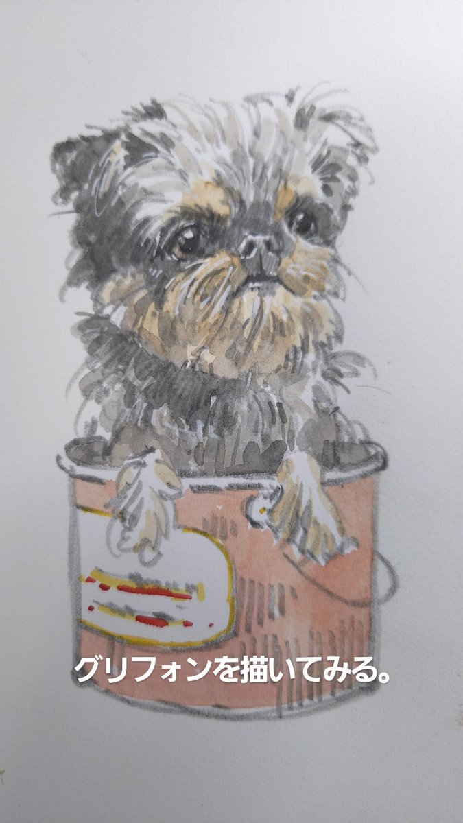 関西ではあまり見かけないわんこ
グリフォン。
#グリフォン
#犬イラスト