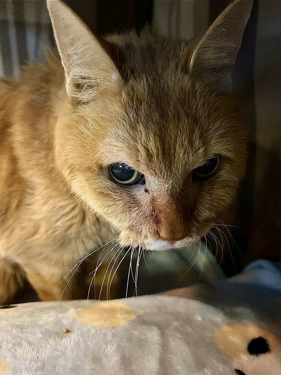 アニーダス tweet media