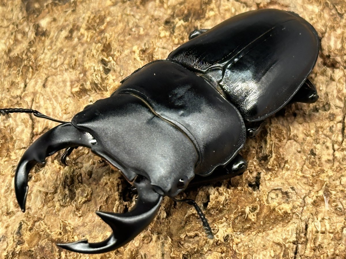 前回すぐに売れてしまった、たえたそちゃんねる(@tae_chuber )採集から