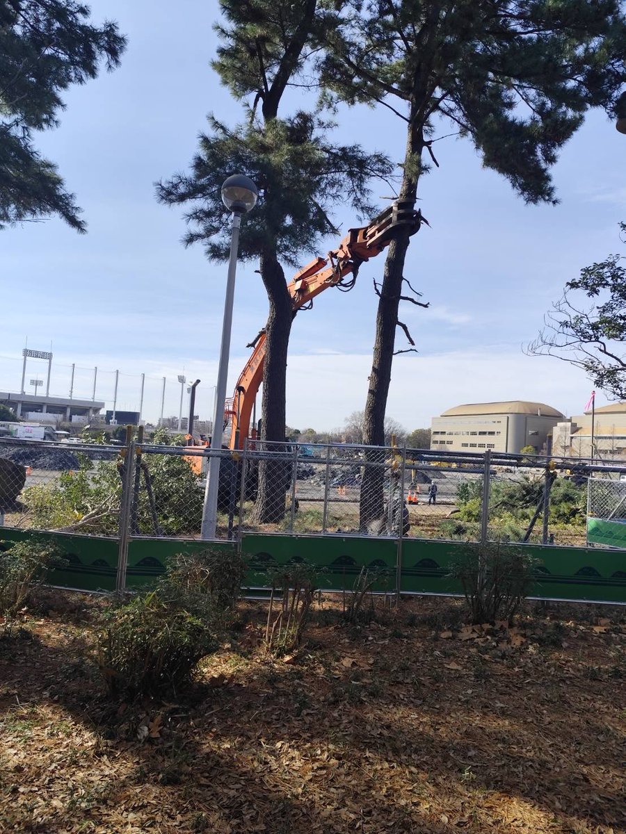 save_todoroki's tweet photo. 【伐採】先週等々力緑地内の「ふるさとの森」で高木の大規模な伐採が行われました。遊具の西側にある少し丘になっている場所は切株だけが残る光景となっています。長年そこにあった高木の松もすべて伐採されました。ふるさとの森を彩っていた桜も一本残らず姿を消しましたが「日本さくらの会」の石碑だけがぽつんと取り残されています。

今回の樹木伐採はPFIによる民間委託事業のもとで進められたものです。子供たちの隠れ家のような遊び場だった森、市民の憩いの場であった森が、短期間のうちにこれほどまでに姿を変えてしまいました。
#ParkPFI 
#川崎市中原区
#等々力緑地