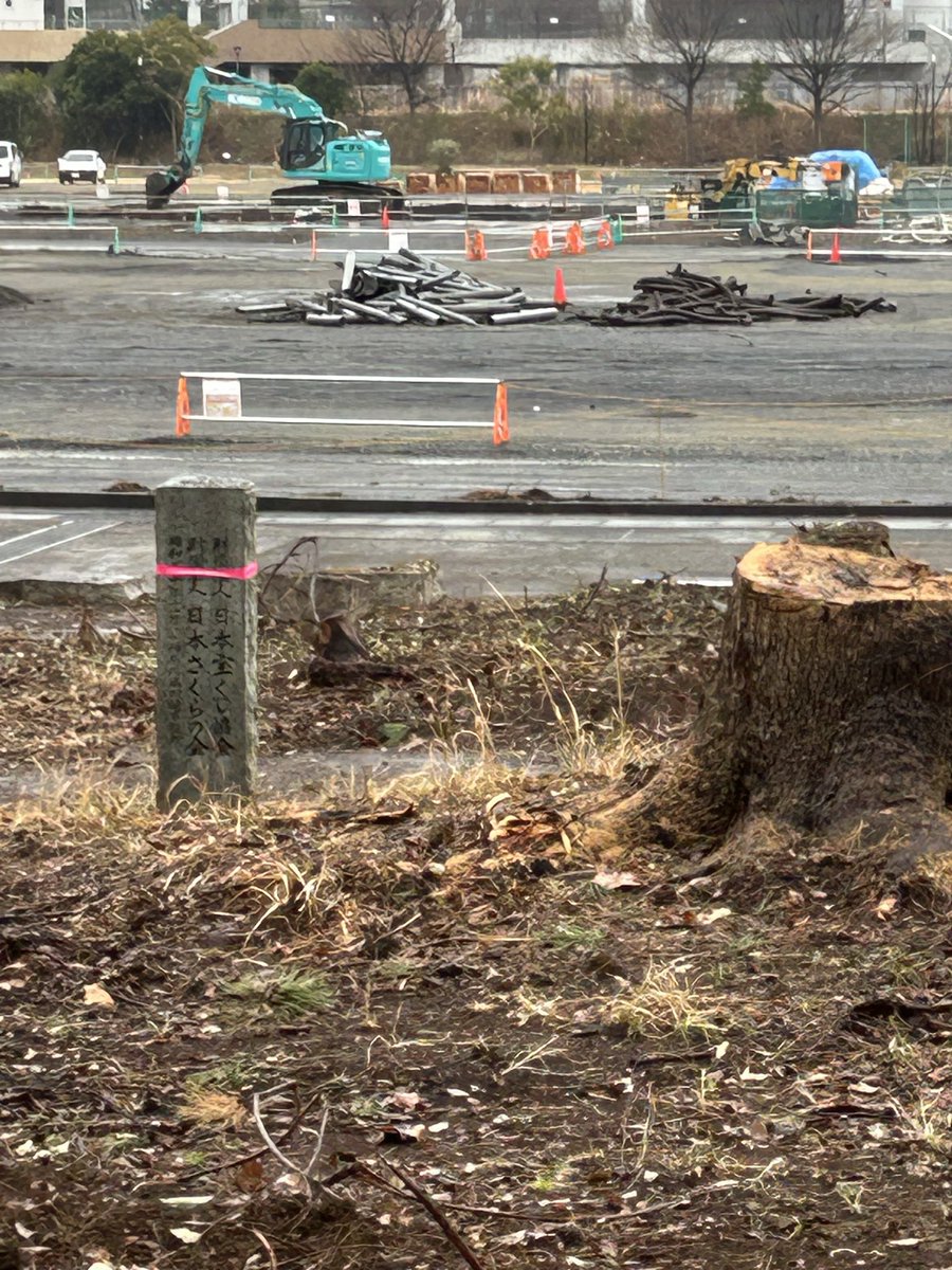 save_todoroki's tweet photo. 【伐採】先週等々力緑地内の「ふるさとの森」で高木の大規模な伐採が行われました。遊具の西側にある少し丘になっている場所は切株だけが残る光景となっています。長年そこにあった高木の松もすべて伐採されました。ふるさとの森を彩っていた桜も一本残らず姿を消しましたが「日本さくらの会」の石碑だけがぽつんと取り残されています。

今回の樹木伐採はPFIによる民間委託事業のもとで進められたものです。子供たちの隠れ家のような遊び場だった森、市民の憩いの場であった森が、短期間のうちにこれほどまでに姿を変えてしまいました。
#ParkPFI 
#川崎市中原区
#等々力緑地